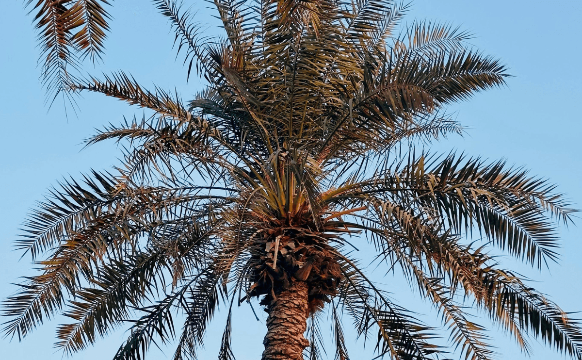 date seed coffee nawa brew